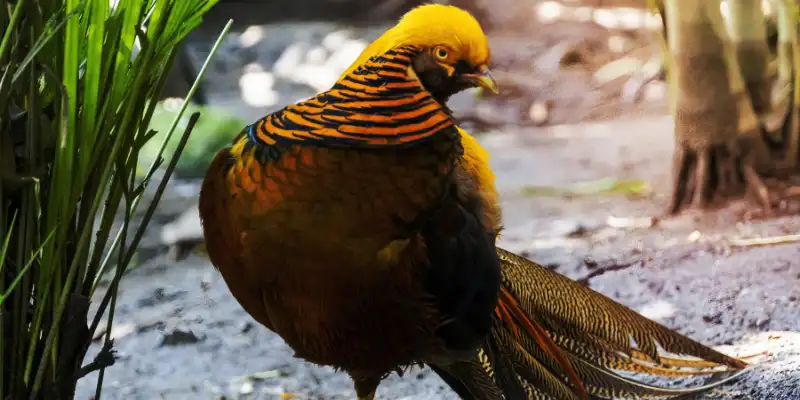 golden pheasant bird