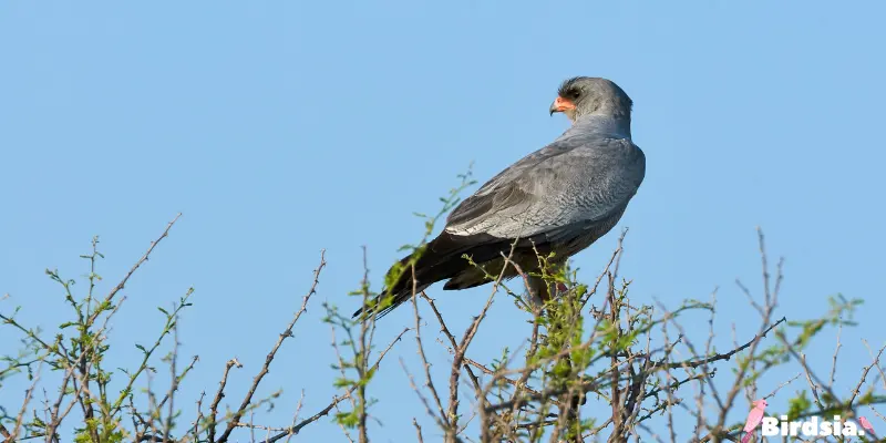 gray goshawk bird
