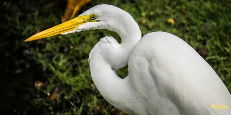 great egret bird
