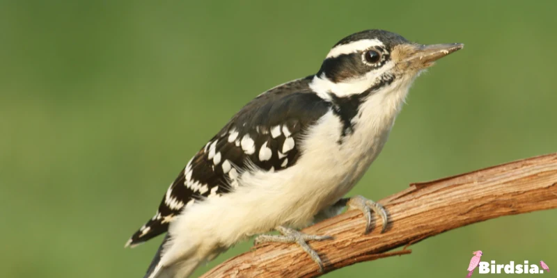 hairy woodpecker bird
