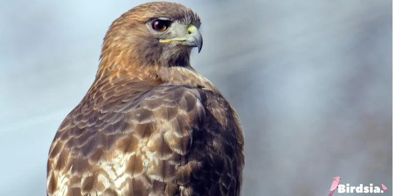 hawaiian hawk bird