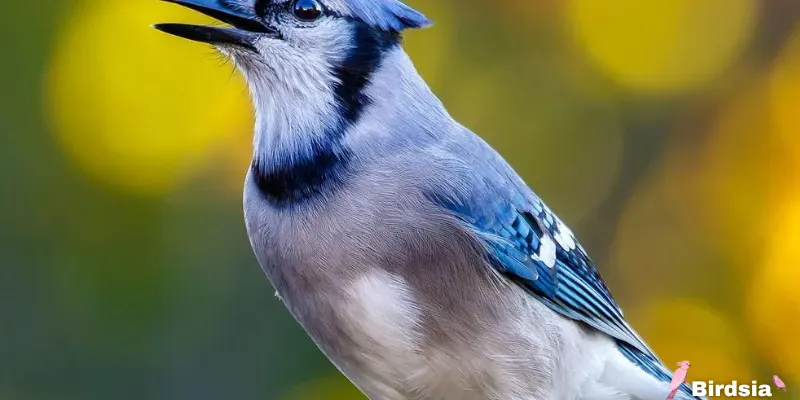 history of blue cardinal sightings
