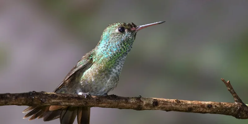 honduran emerald bird