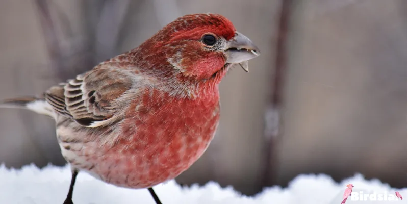 house finch bird
