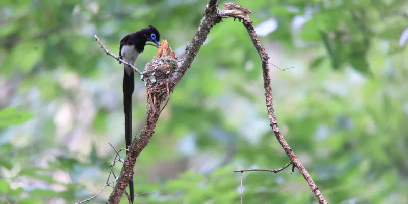 japanese paradise flycatcher bird