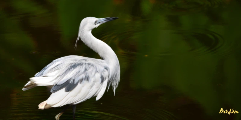 juvenile little blue heron bird
