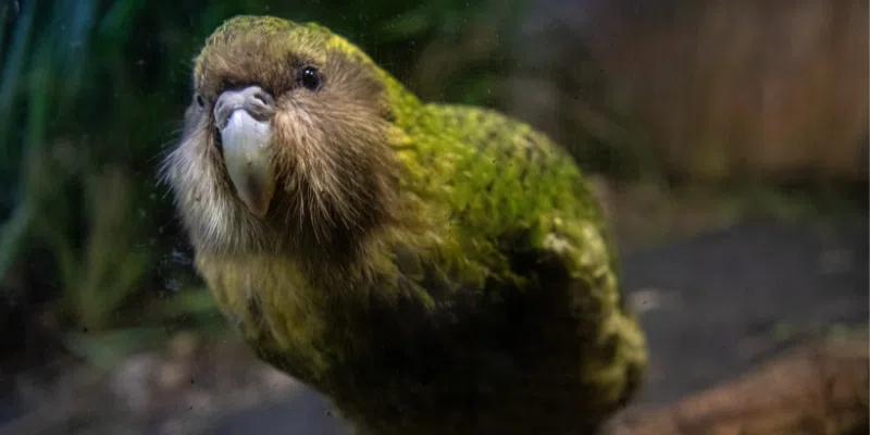 kakapo (strigops habroptilus)