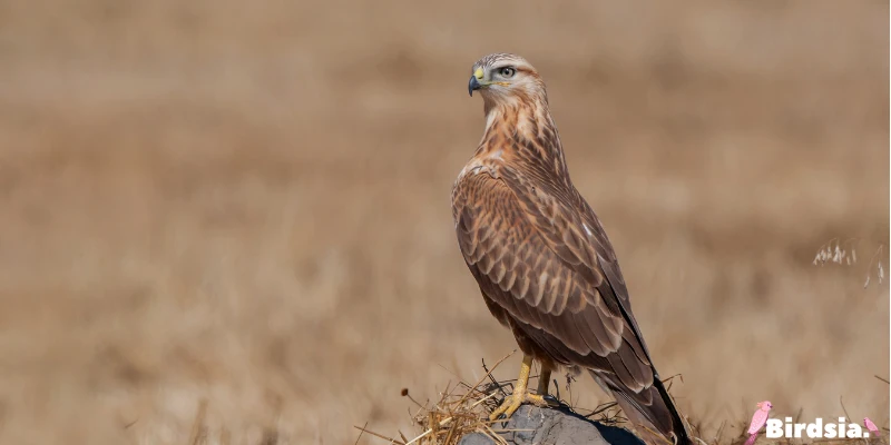 long-legged buzzard bird
