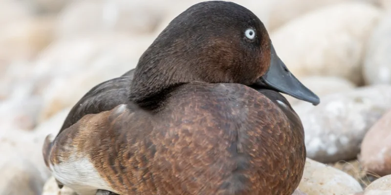 madagascar pochard bird