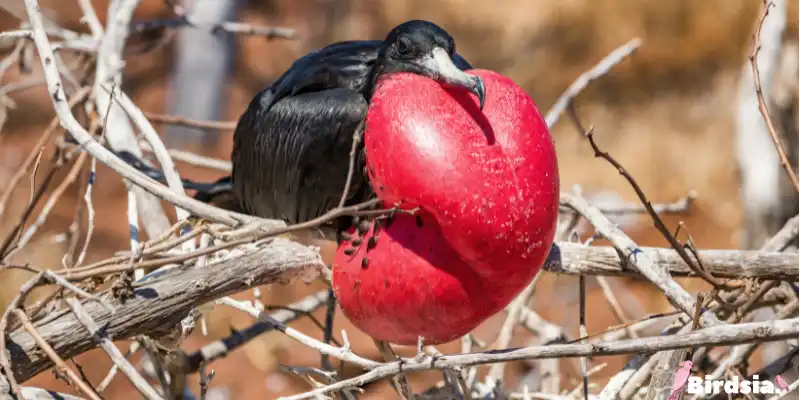 magnificent frigate bird