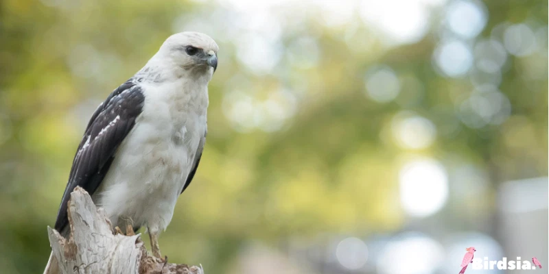 Mantled Hawk