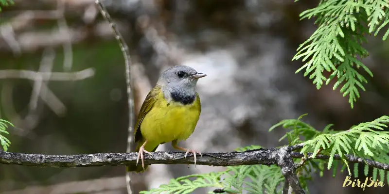 mourning warbler bird
