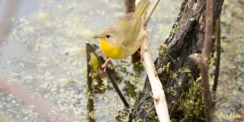 nashville warbler bird