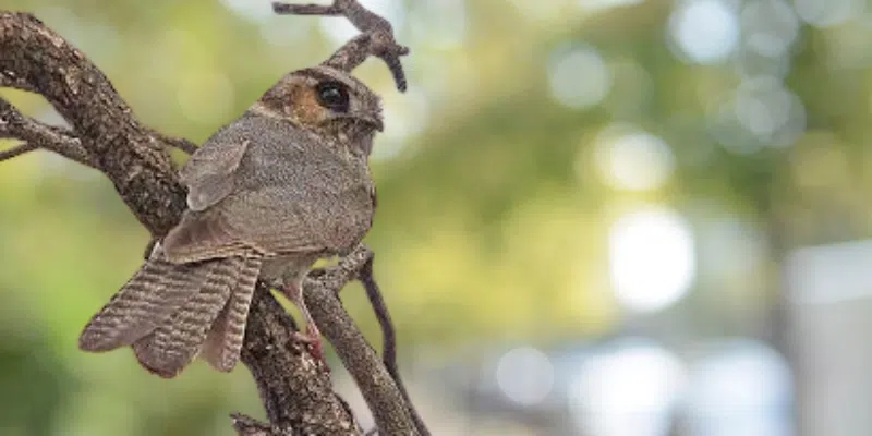 new caledonian owlet nightjar bird