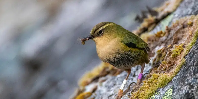 new zealand rock wren bird