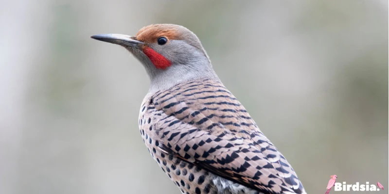 northern flicker bird
