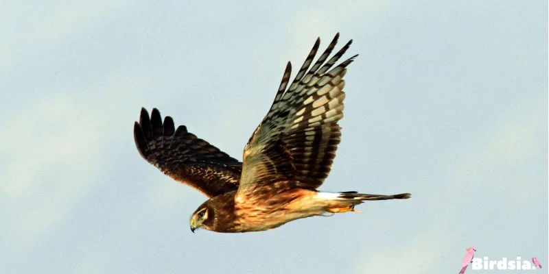 northern harrier bird
