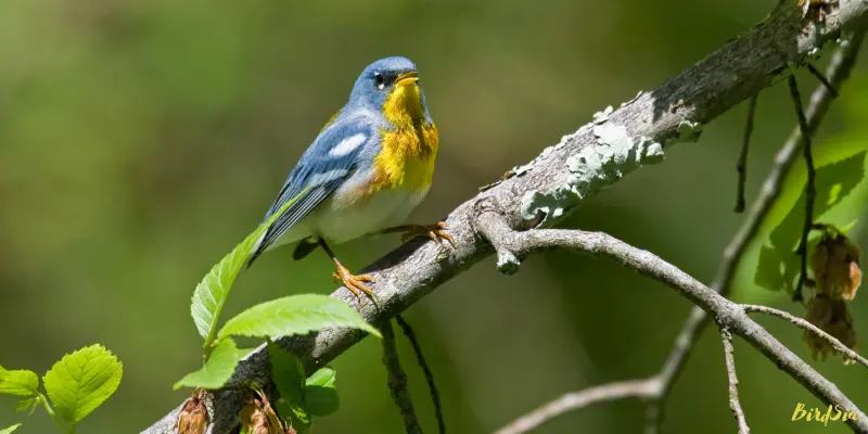 northern parula bird
