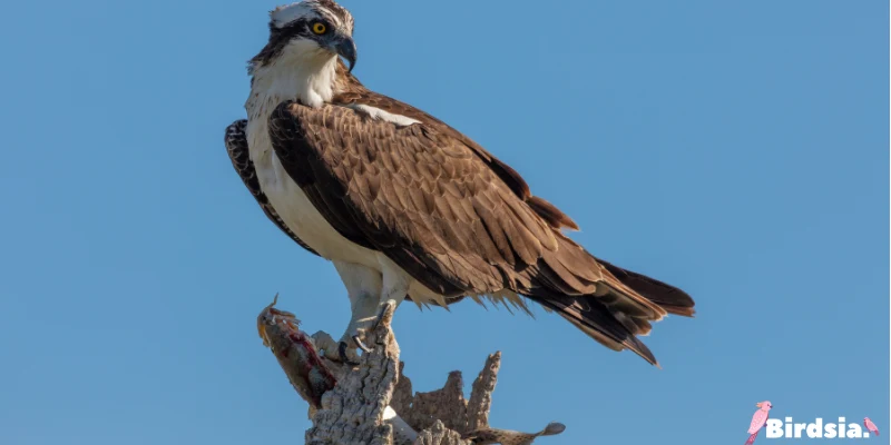 osprey bird
