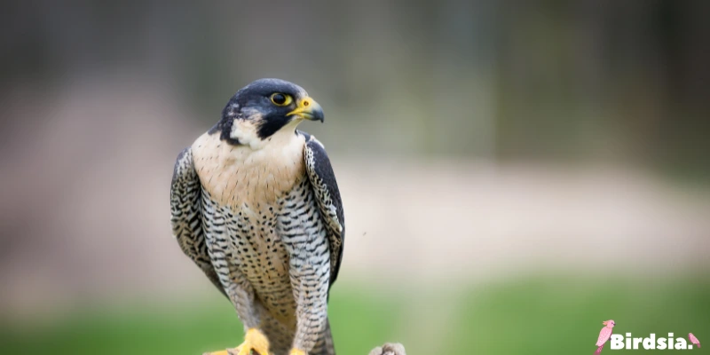 peregrine falcon bird
