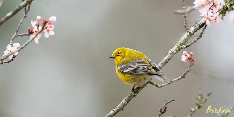 pine warbler bird