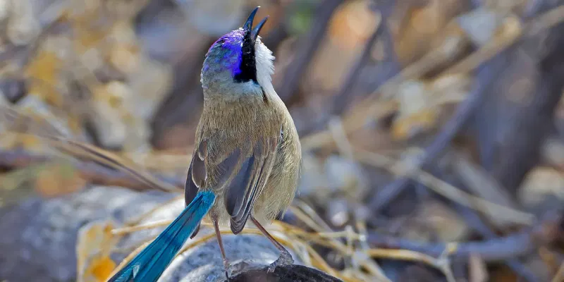  purple crowned fairywren bird