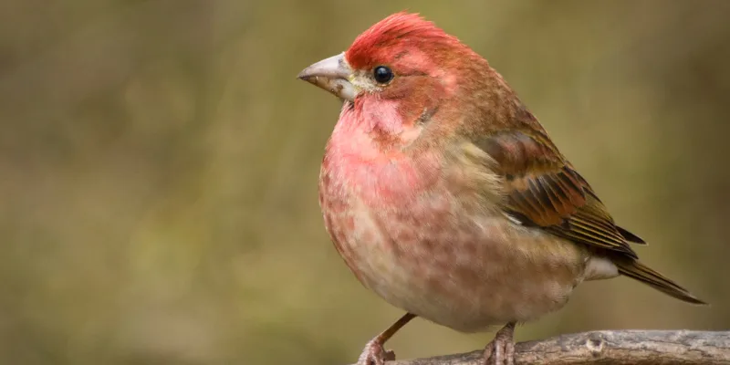 purple finch bird