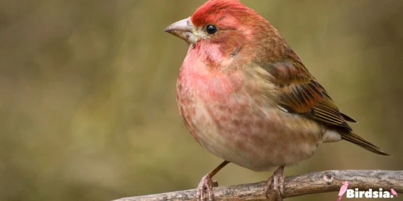 purple finch bird