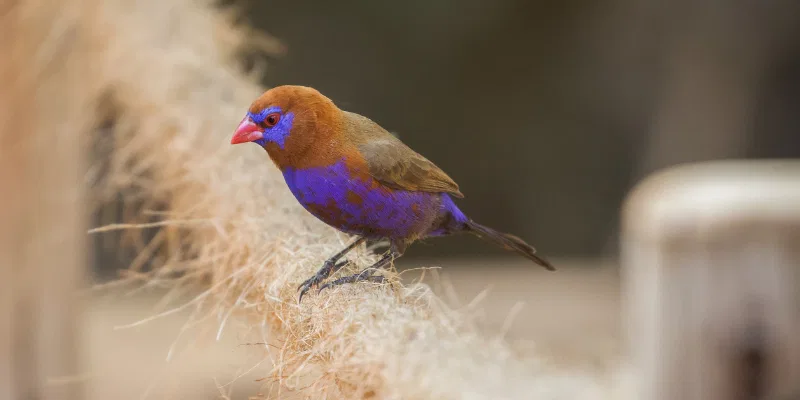 purple grenadier bird