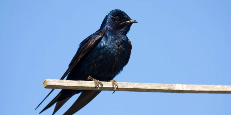 purple martin bird