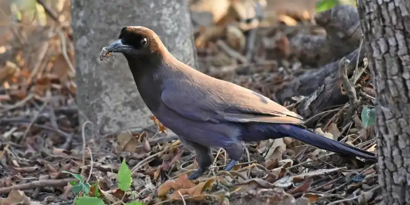  purplish jay bird