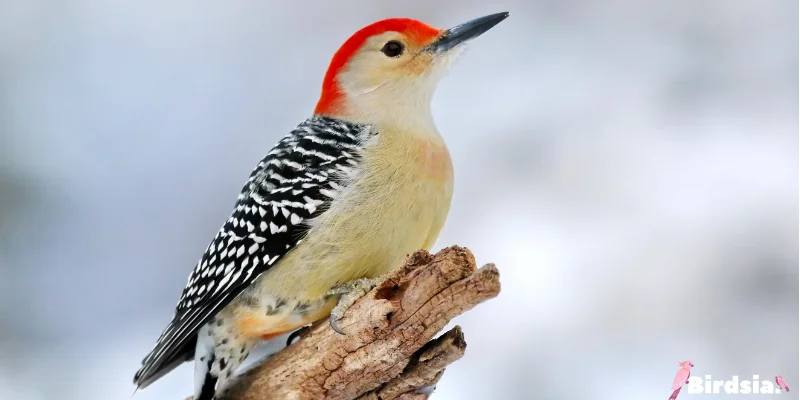 red-bellied woodpecker bird