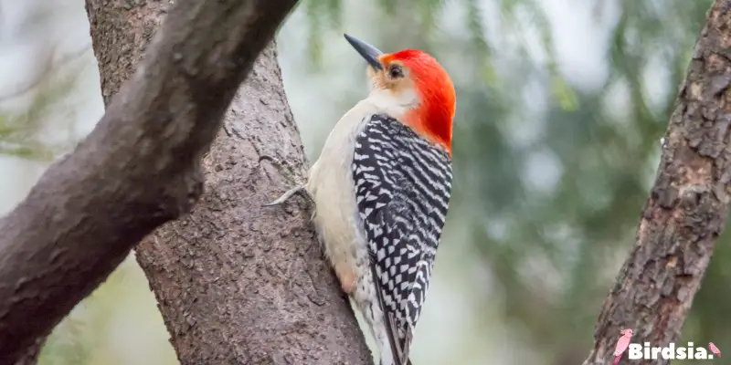 red-bellied woodpecker bird