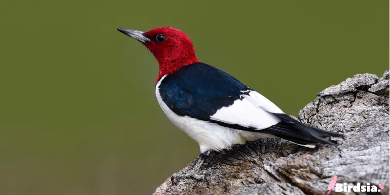 red-headed woodpecker bird
