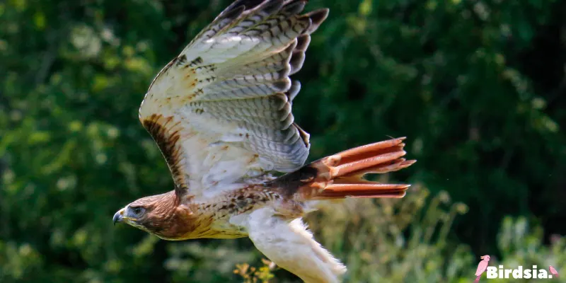 red-tailed hawk bird
