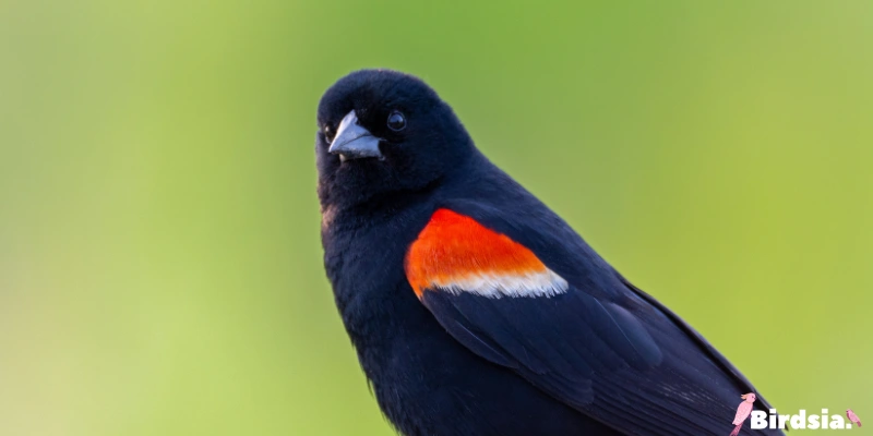 red-winged black bird
