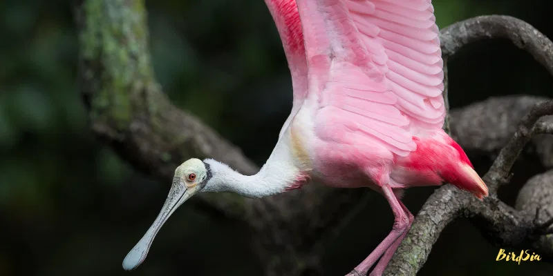 roseate spoonbill bird
