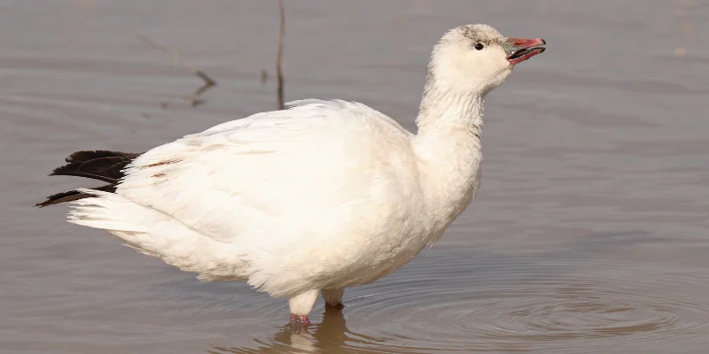 ross’s goose bird
