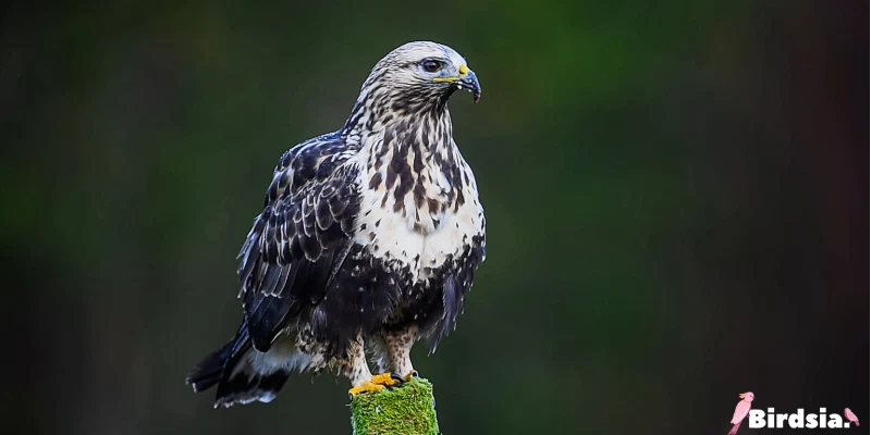 rough-legged hawk bird