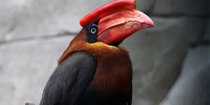  rufous headed hornbill rhabdotorrhinus waldeni