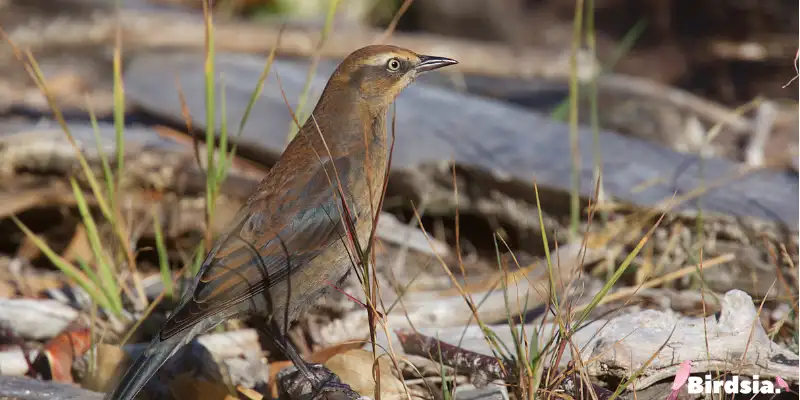 rusty black bird
