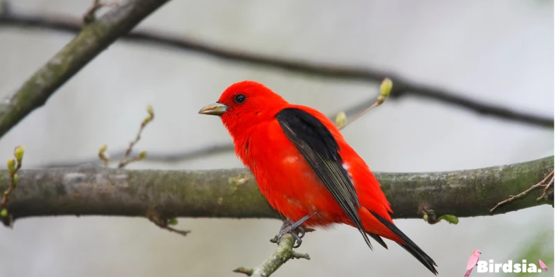 scarlet tanager bird
