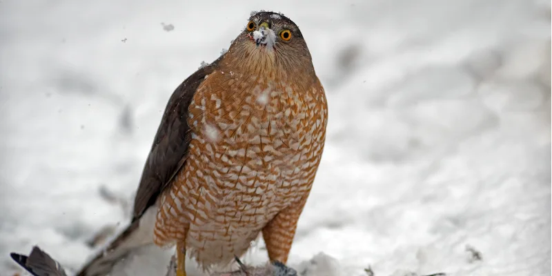 sharp-shinned hawk bird
