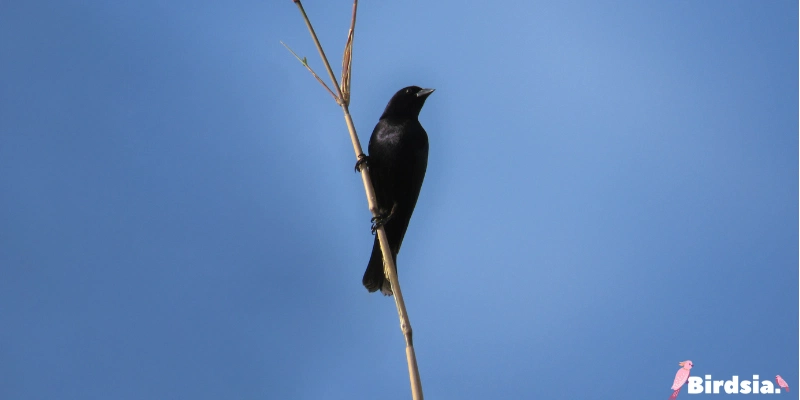 shiny cowbird