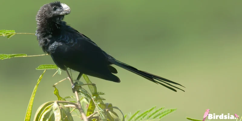 smooth-billed ani bird
