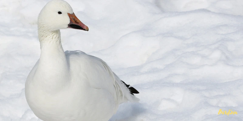 snow goose bird
