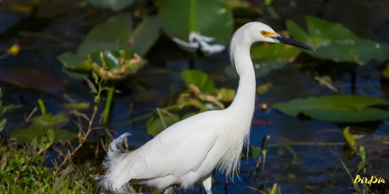 snowy egret bird
