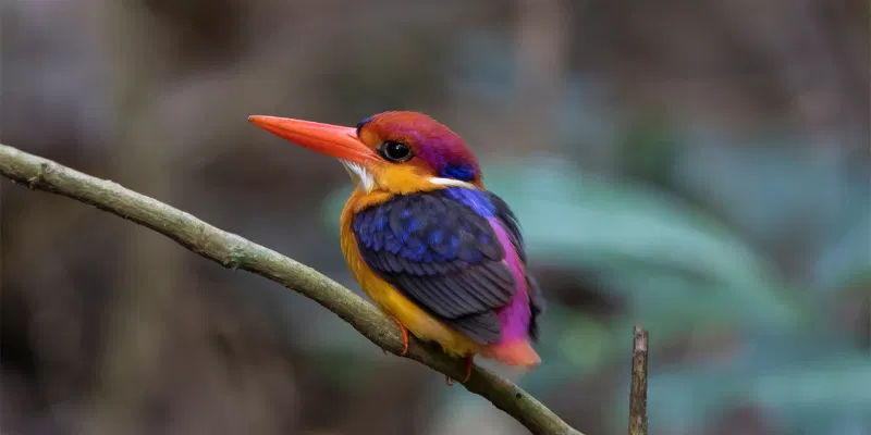 south philippine dwarf kingfisher bird