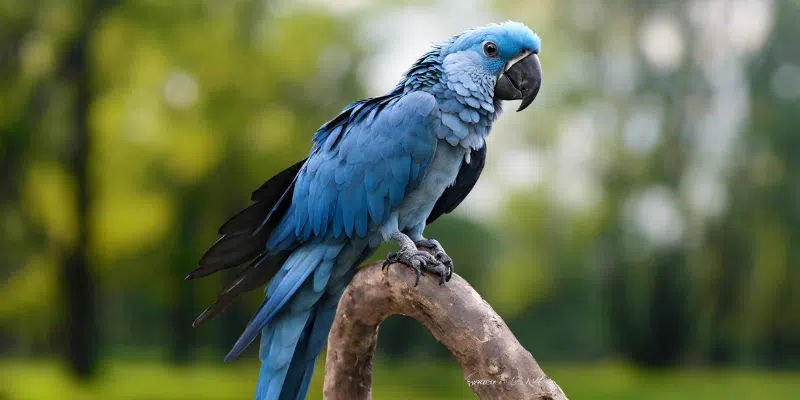 spixs macaw bird