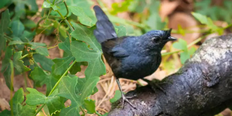 stresemanns bristlefront  bird